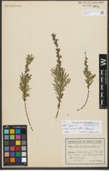 Foto von Salix repens subsp. rosmarinifolia (L.) Andersson
